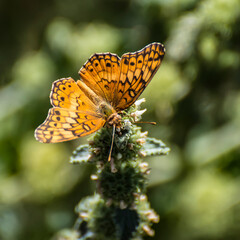 104  MacroMonarch