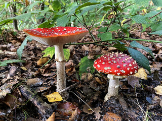 A forest mushroom growing among fallen leaves in the woods