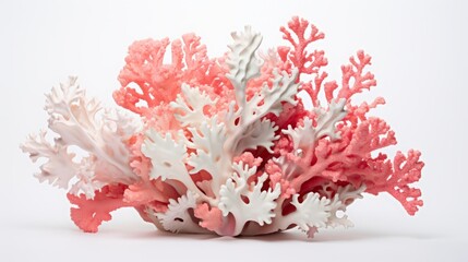 Fototapeta premium various sea corals on a plain background.