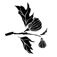 Silhouette of a fig branch with fruits. Vector graphics.
