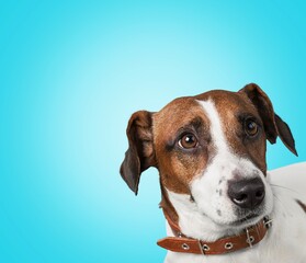 Portrait funny puppy dog on pastel background