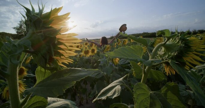 Femme heureuse en robe blanche et chapeau de paille qui tournoie en souriant de bonheur au milieu d'un champ de tournesol en fleur au couch&eacute; du soleil en &eacute;t&eacute; avec un beau ciel bleu