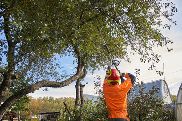 Obraz premium Tree surgeon. Working with a chainsaw. Sawing wood with a chainsaw. 