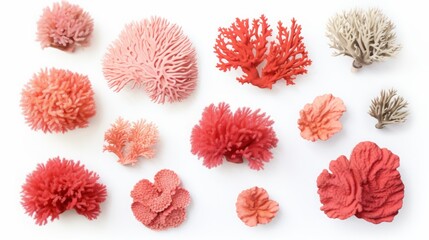 set of sea corals.