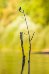 Fototapeta premium Kingfisher observes the river from a perch in extremadura, Spain