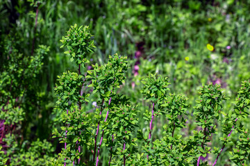 Spiraea ferganensis or meadowsweet. Flower buds in early spring.