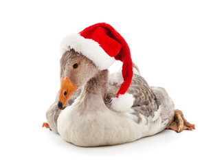 Goose with Christmas hat.