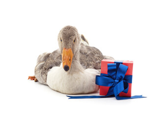 Goose with gift.