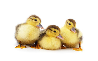 Little yellow ducklings.