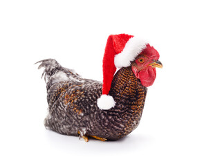 Chicken in a christmas hat.