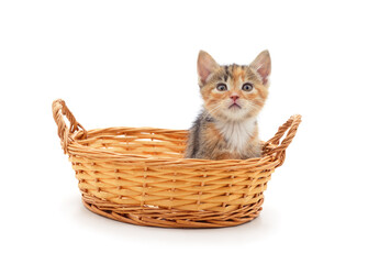 Little red kitten in the basket.