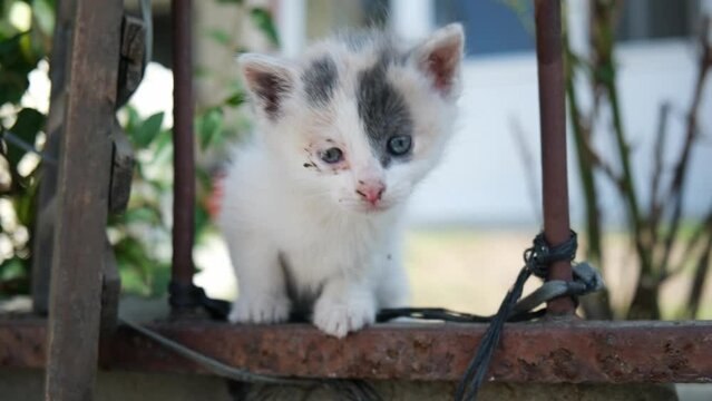 Adorable dirty faced white baby kitten is looking at the camera and walking away on a garden fence in two time slow motion