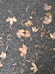 Herbstlaub auf nasser Straße