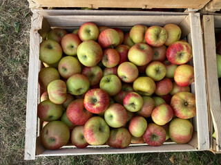 Harvest of red and green apples in one wooden box on a German farm. Close-up. Horizontal photo.