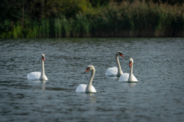 Swans on pond near Chomoutov village in autumn sunny day