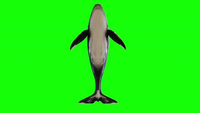 a blue whale seen from below. a blue whale swimming on a green background. 3d animation of a whale seen from below isolated