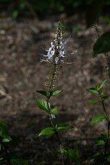 Cat's whiskers ( Orthosiphon aristatus ) flowers. Lamiaceae perennial plants. Unique flowers with long stamens and pistils that curve upwards bloom from June to November.
