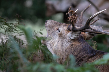 Red deer stag in Richmond parl close up of it right side of the face