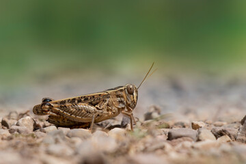 Short-horned grasshopper called Italian locust. Calliptamus italicus.