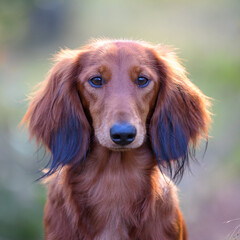 Head of long hair Dachshund dog looking straight at camera with blurred background