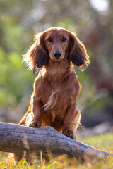 Long hair Dachshund dog standing upright on fallen tree branch looking at camera with blurred background