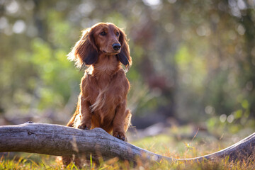 Long hair Dachshund dog outside looking pensive to the right of the camera while standing on fallen branch of tree
