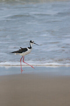 A White-backed-stilt (Himantopus melanurus) walking along the beach