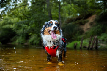 Happy Australian Shepherd with life jacket stands in water, river