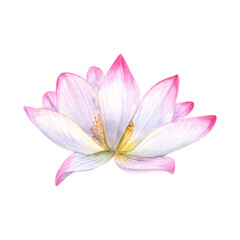 Fototapeta premium White pink delicate Water Lily. Lotus flower, Indian Lotus, Sacred Lotus. Multi-petaled flower. Watercolor illustration. For cosmetic design, ayurveda products, poster, logo, label