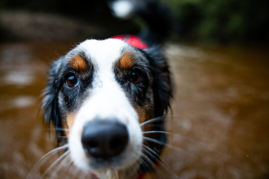 Dog wears life jacket, ready for a boat ride