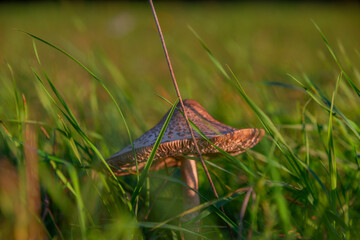 Fungus on green grass meadow near Podskalie village in Slovakia autumn evening