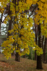 Naklejka premium autumn in the park