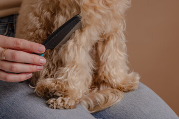 The girl combs the hair of a domestic pet puppy breed Maltipoo