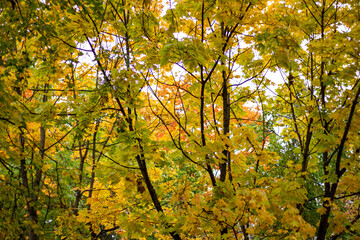 Fototapeta premium yellow maple leaves
