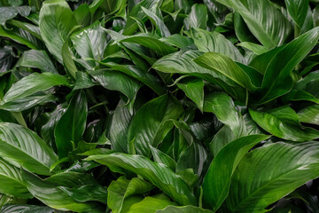 Large and green leaves of a peace lily or espatifilo background