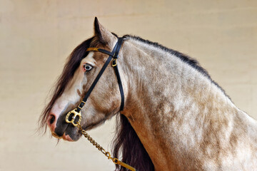 Tinker pony horse winner portrait in stable 