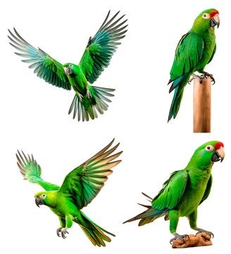 set of parrots