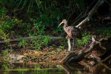 limpkin