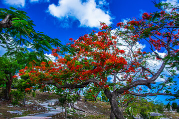 Flaming Poinciana tree bordering a path in Nassau, Bahamas © Claire