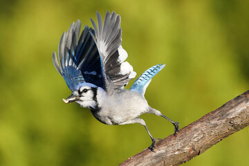 Bluie Jay flying on fall day sunny