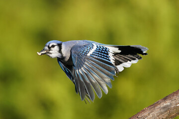 Bluie Jay flying on fall day sunny