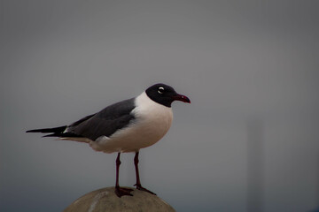 black headed gull