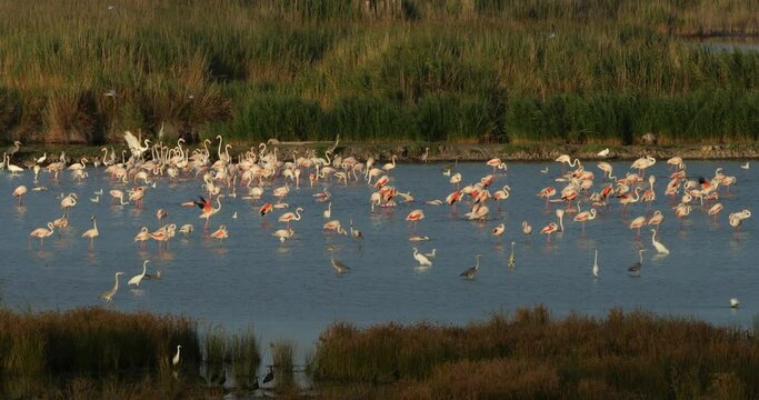 Wildlife ine the Camargue, Southern France, France
