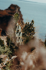 Blurry cactus