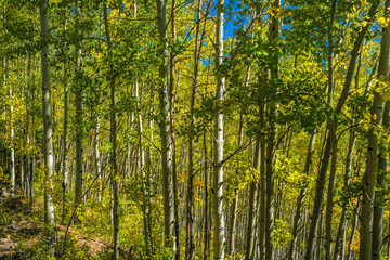 Yellow aspen trees in the highlands of Colorado