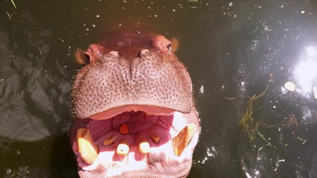 Hippo opens mouth and asks for food in zoo