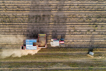 aerial view with drone of a tractor harvesting potatoes - obrazy, fototapety, plakaty