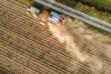 drone aerial view of a tractor and a combine harvester working in a potato field