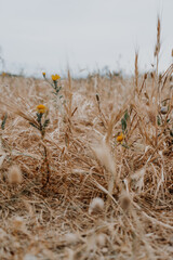 Obraz premium Strohblume