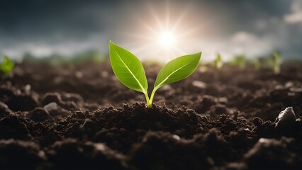 a seedling sprouting from the ground, in front of the sun - obrazy, fototapety, plakaty